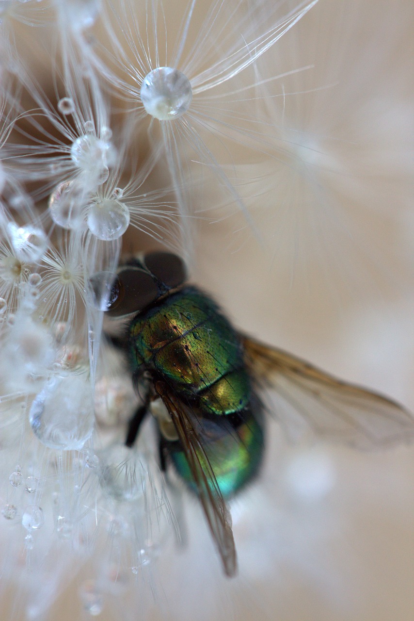 fly dandelion drops free photo