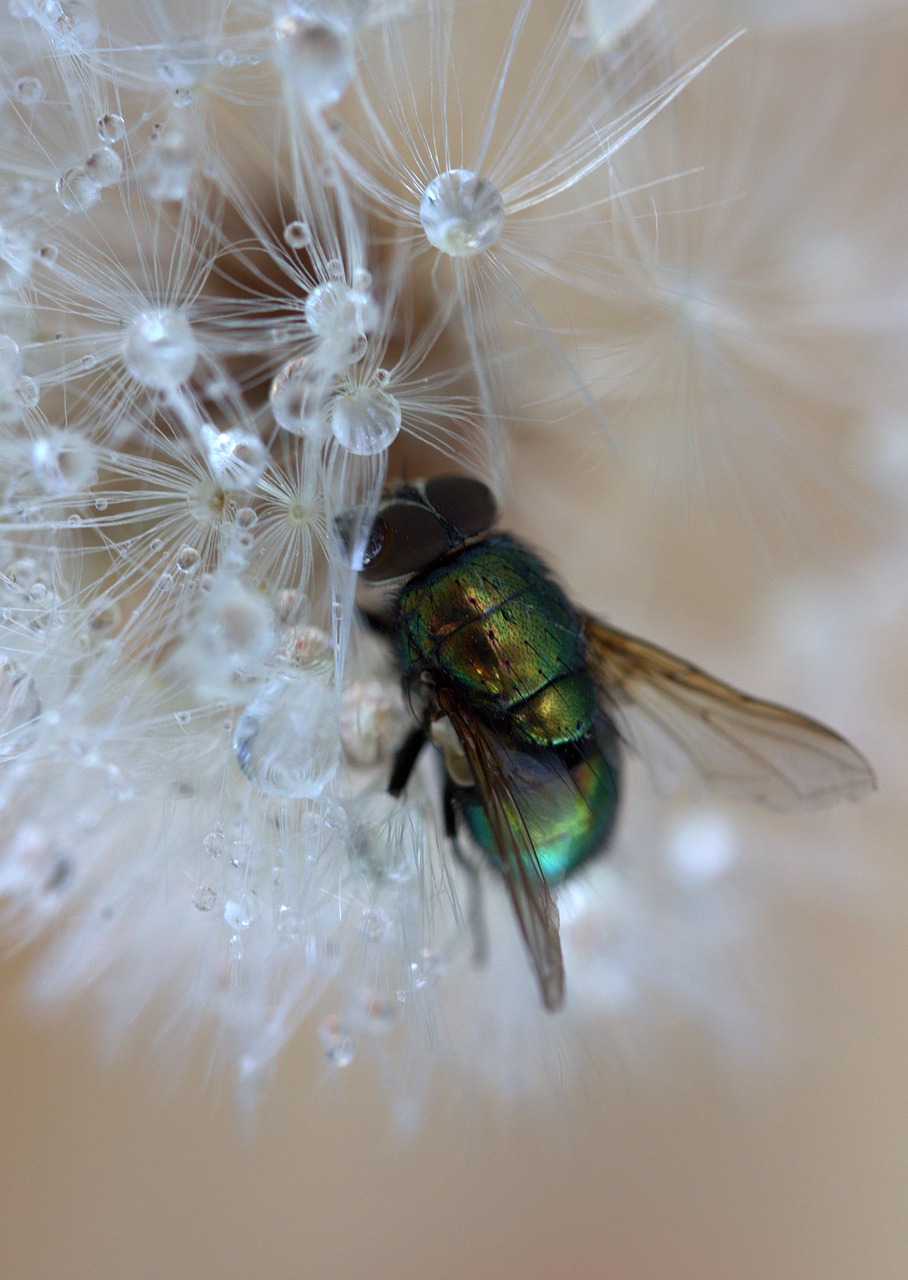 fly dandelion drops free photo