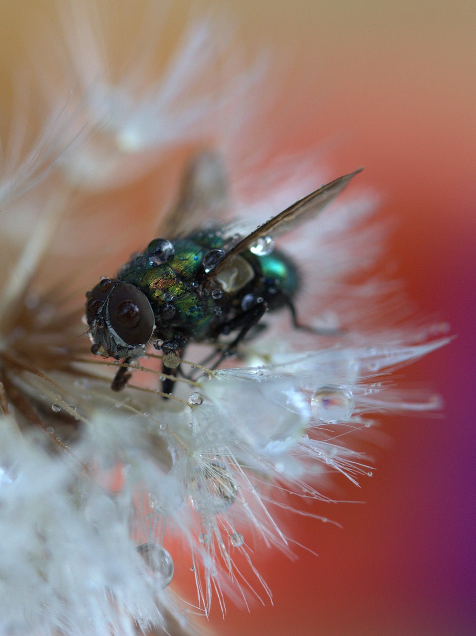 fly dandelion drops free photo