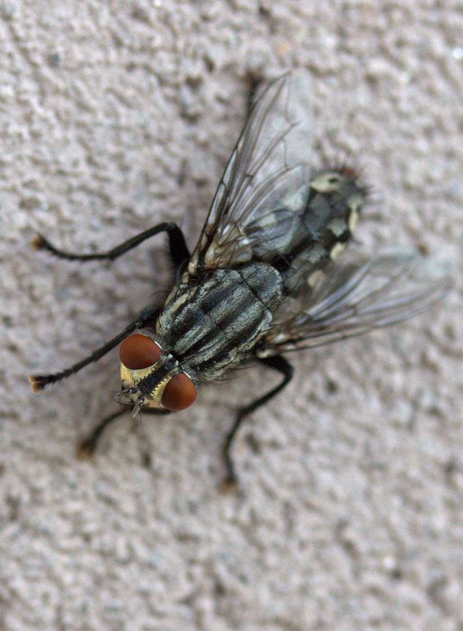 fly insecta rest free photo