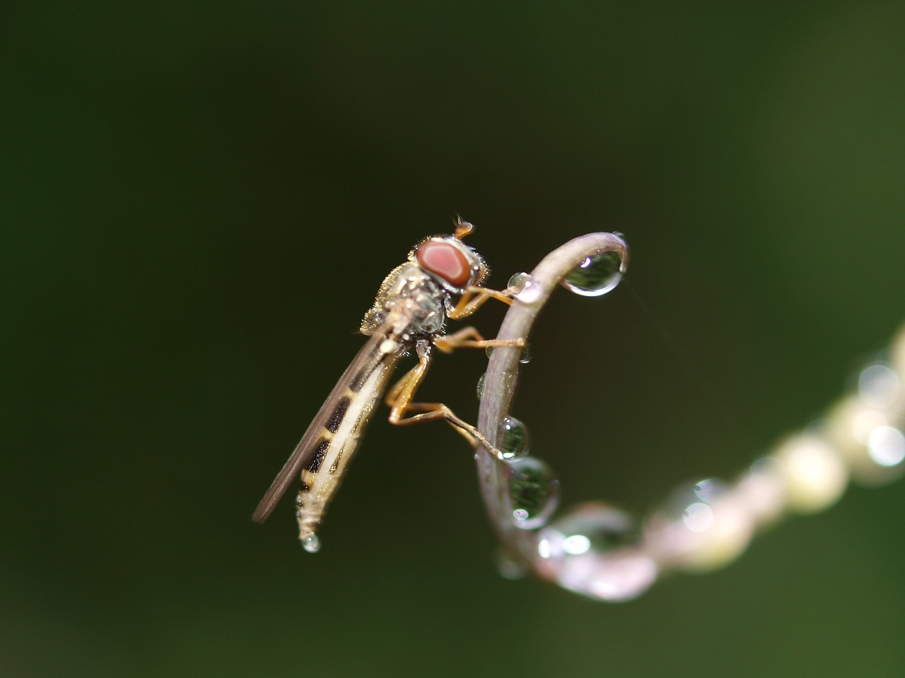 fly insect nature free photo