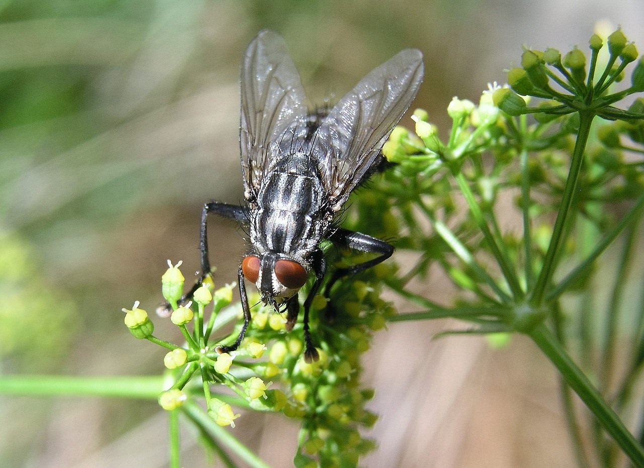 fly insect nature free photo