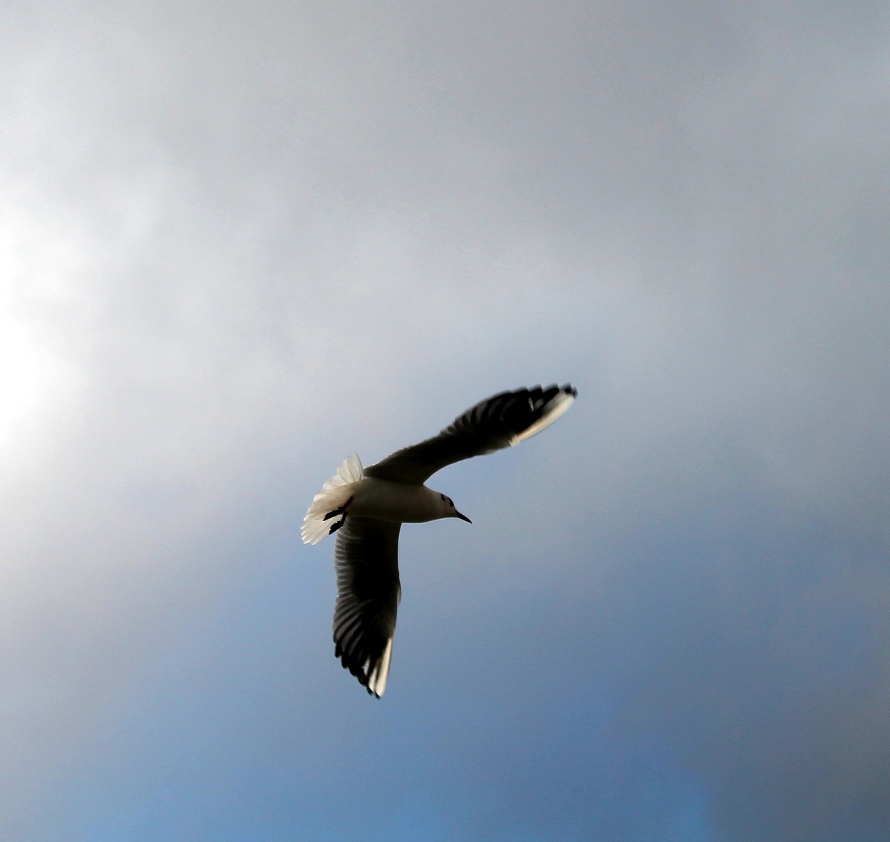 fly sky bird free photo