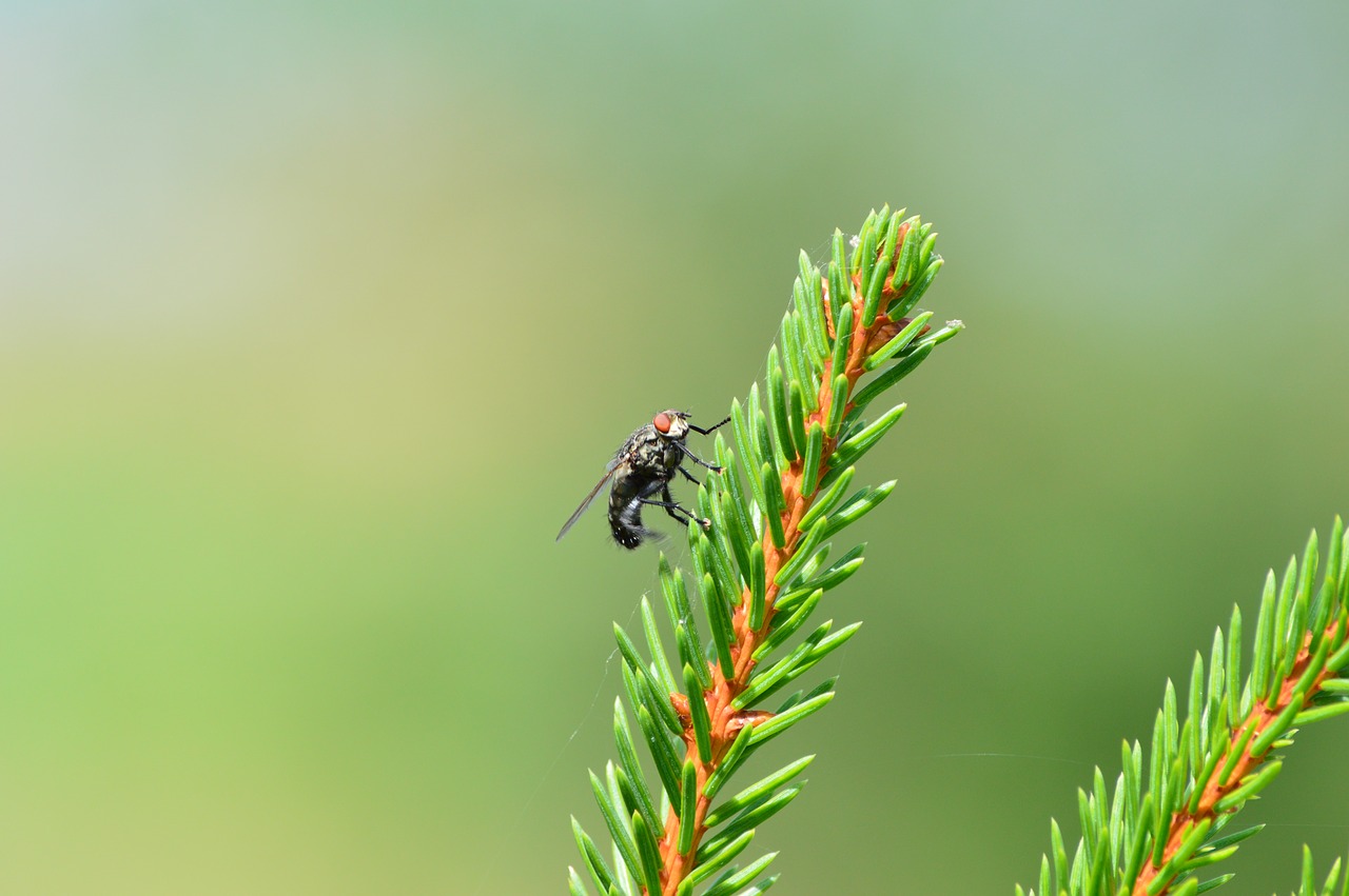 fly tree forest free photo