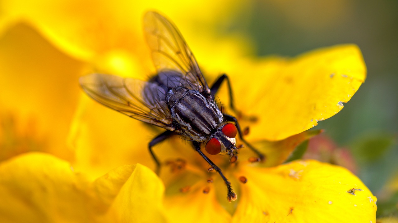 fly flower macro free photo