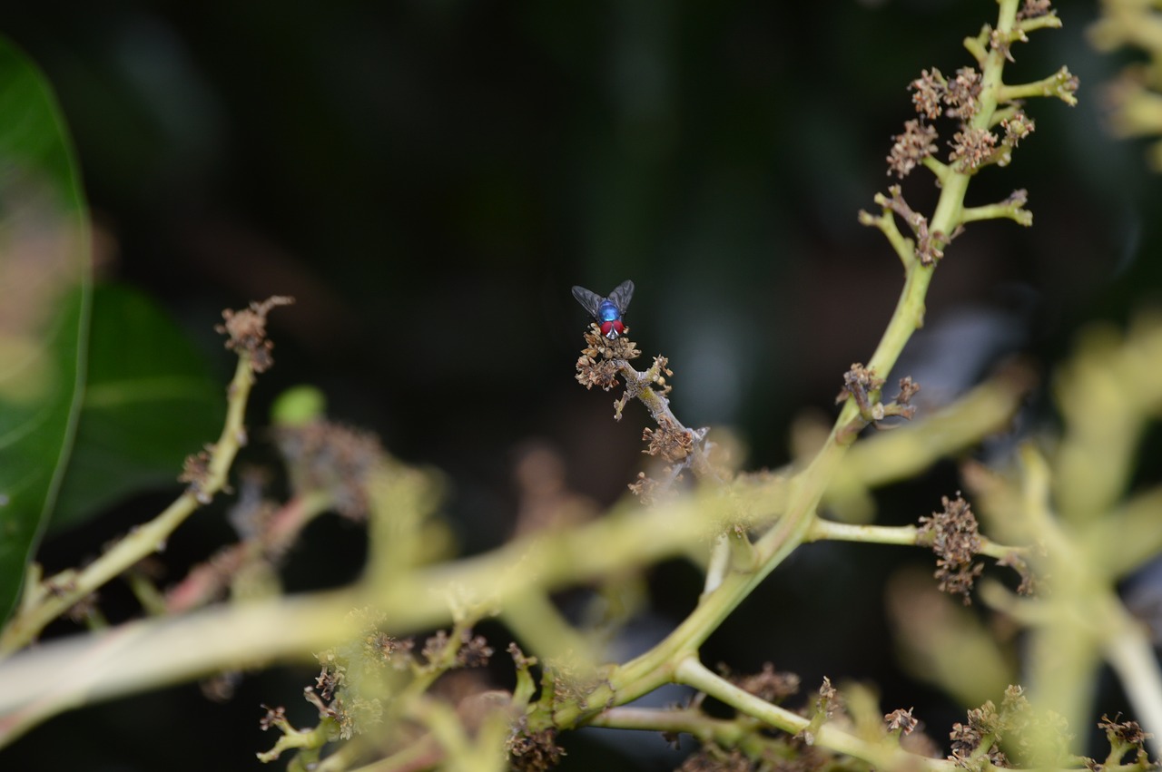 fly nature green free photo