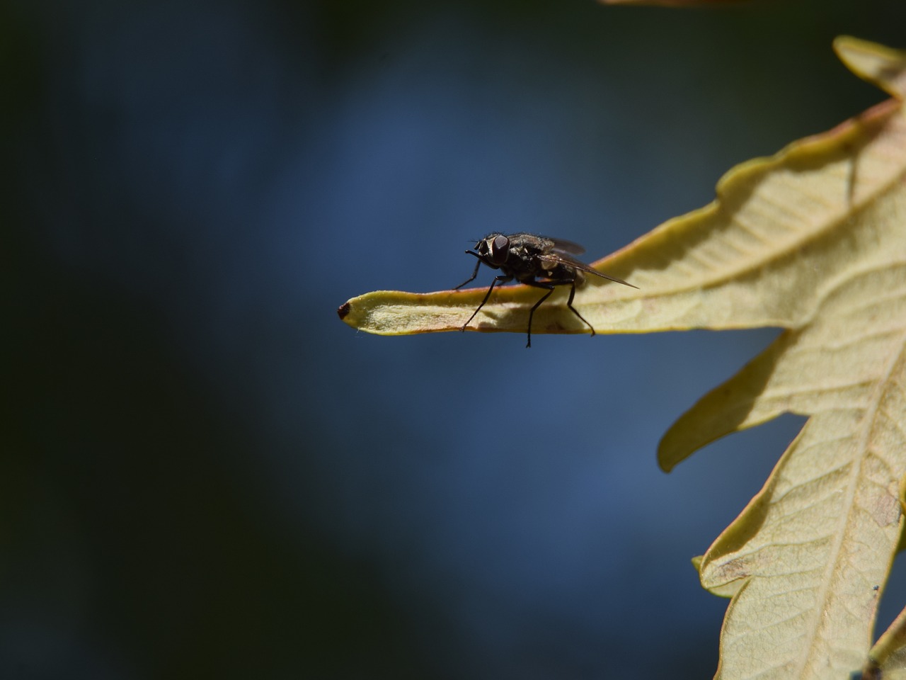 fly macro foliage free photo