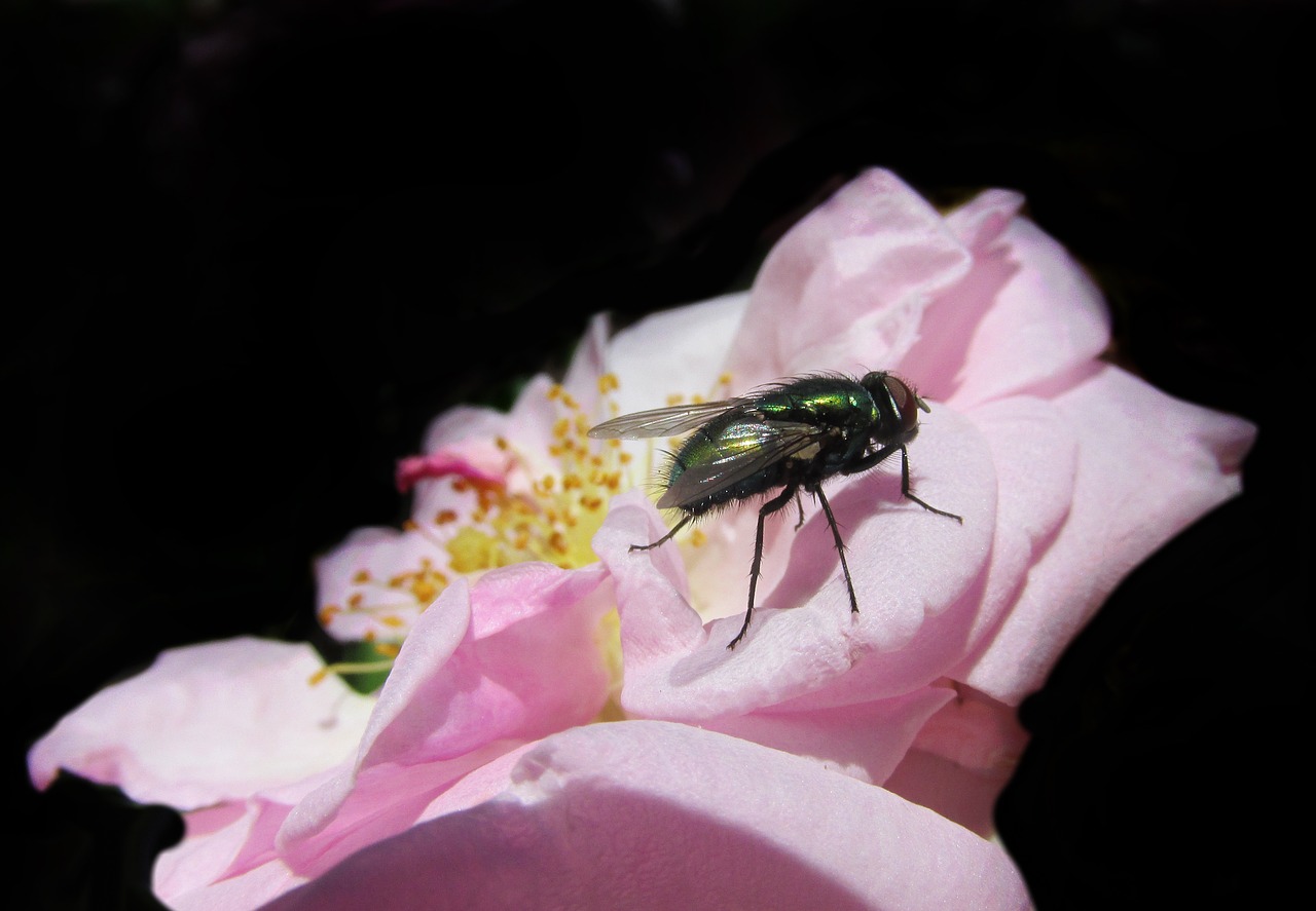 fly roses insect free photo