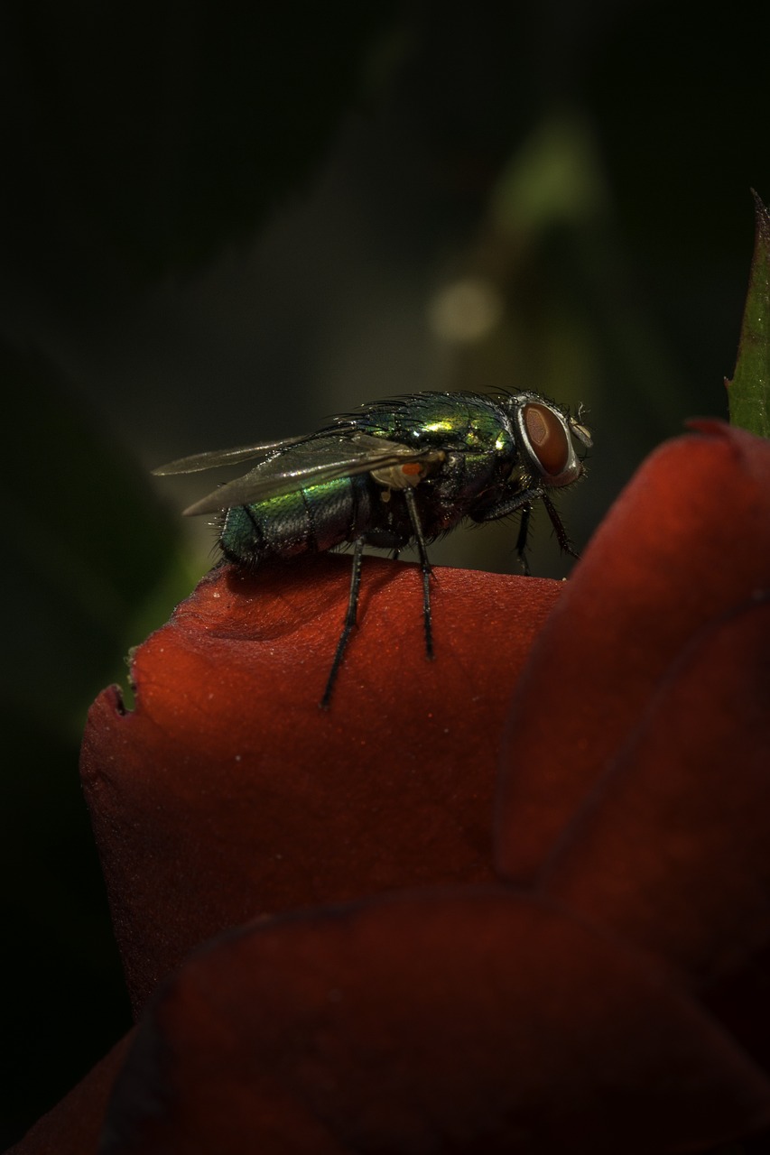 fly green fly nature free photo