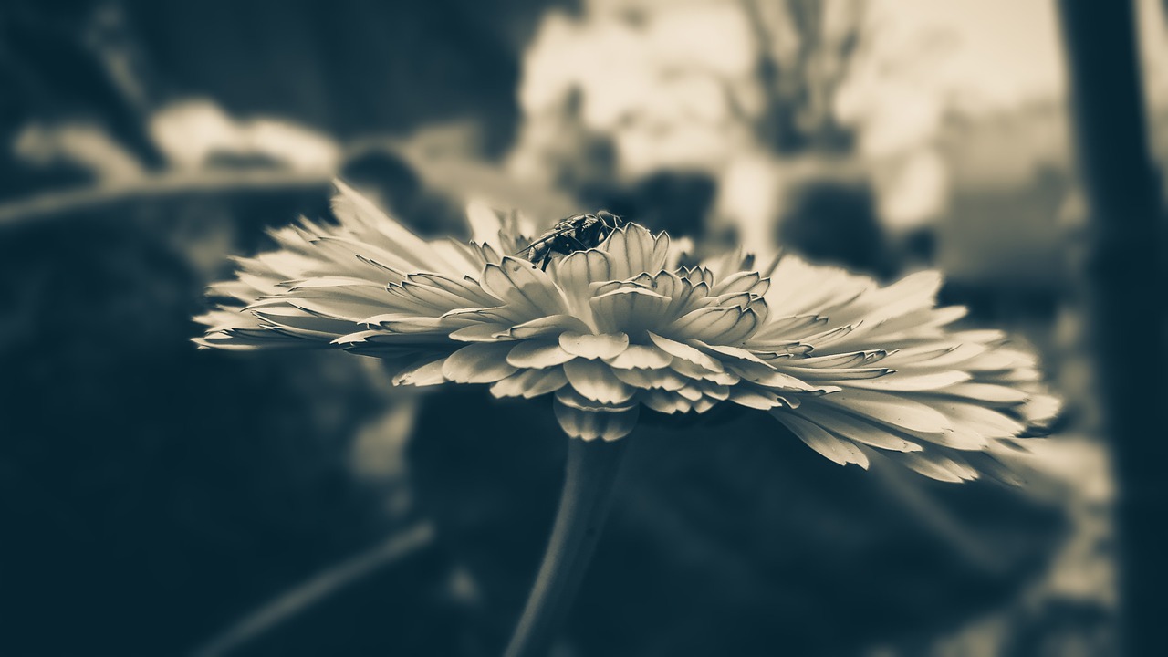 fly macro close up free photo