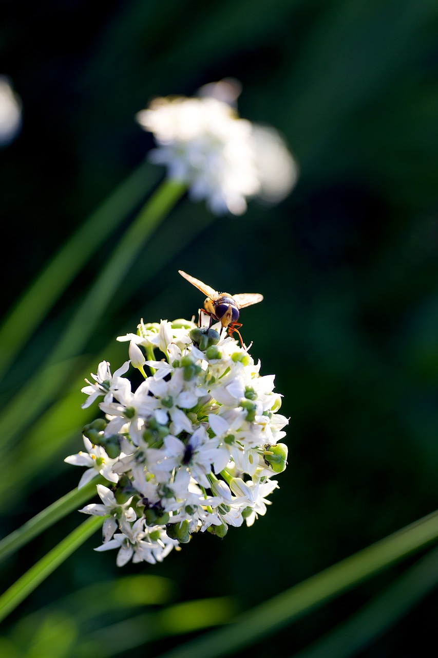 fly flower onion free photo