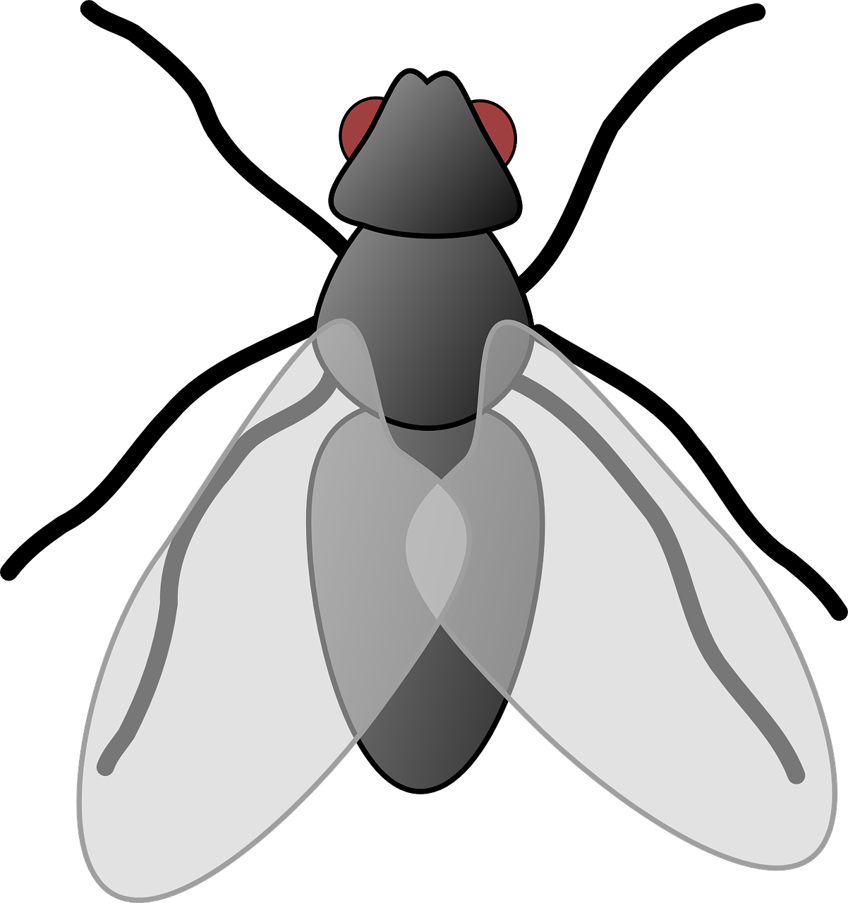 fly cartoon isolated free photo