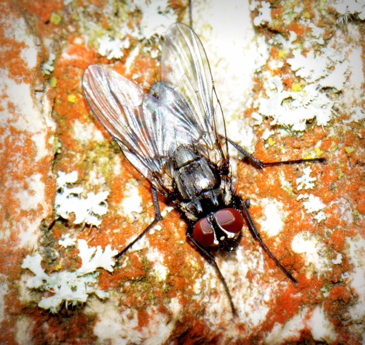 fly macro animal free photo