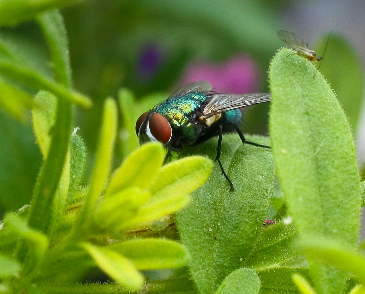 fly housefly common housefly free photo