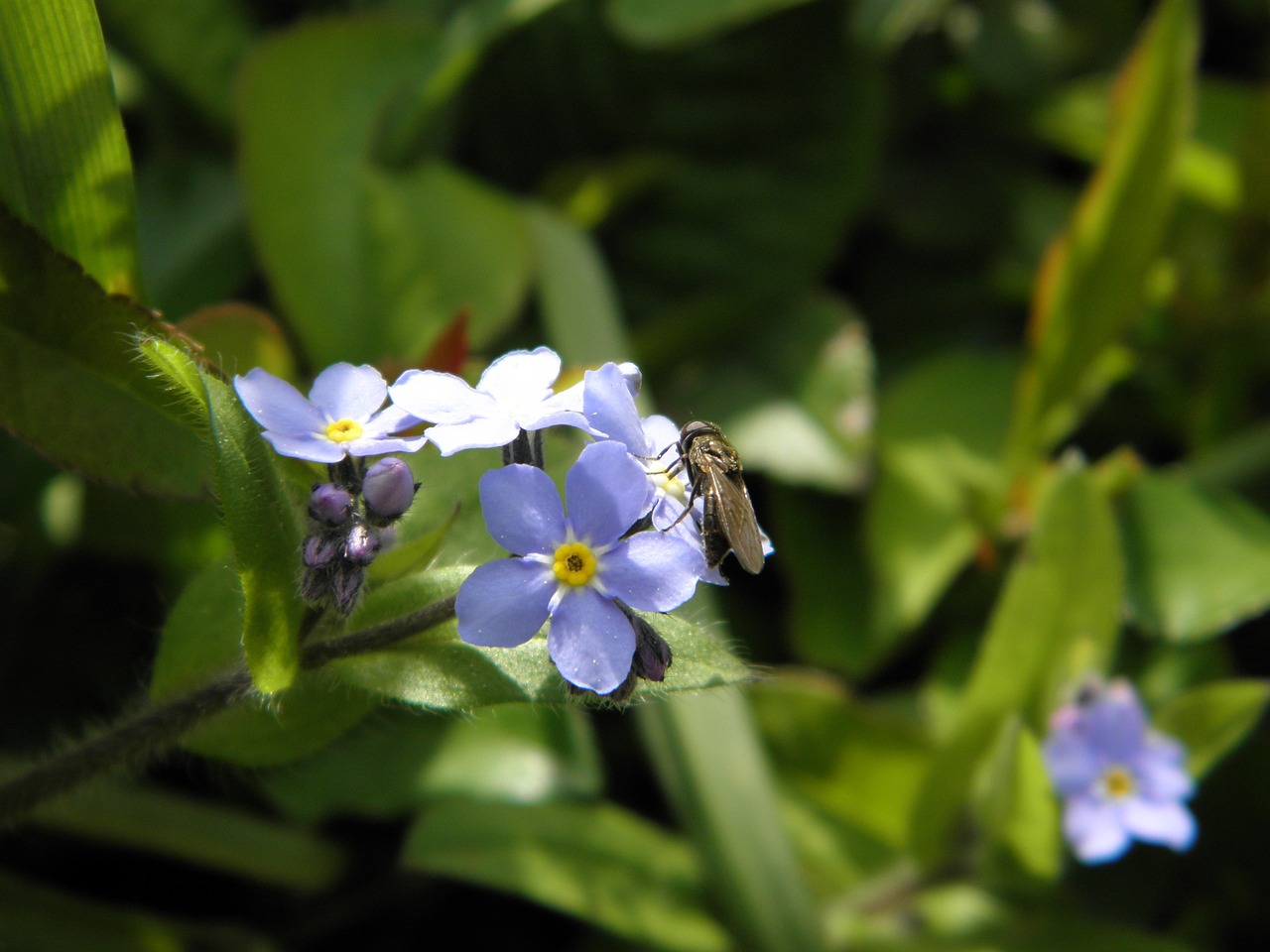 fly insect forget me not free photo