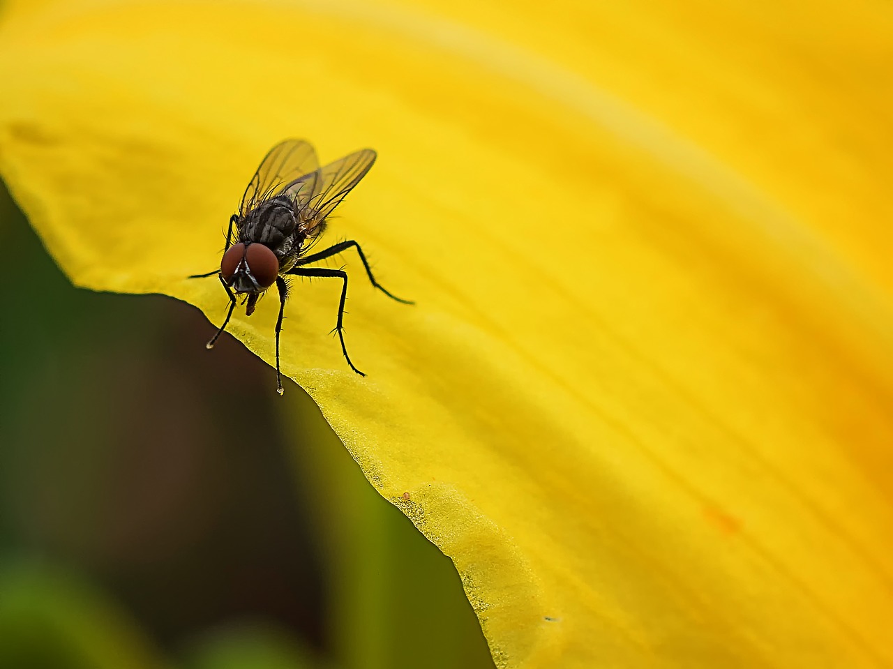 fly insect nature free photo