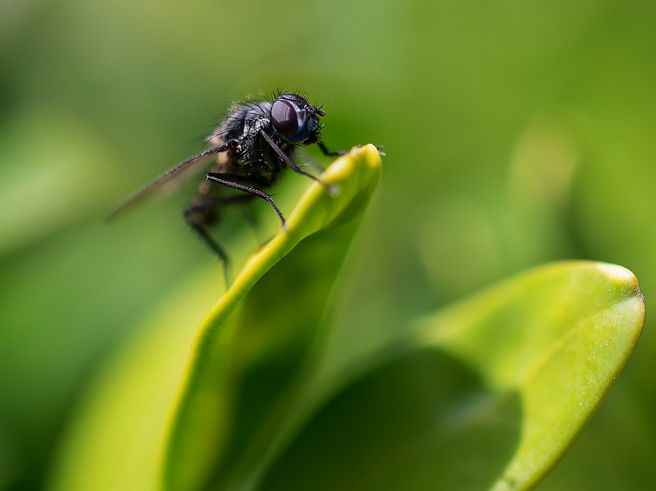 fly insect nature free photo