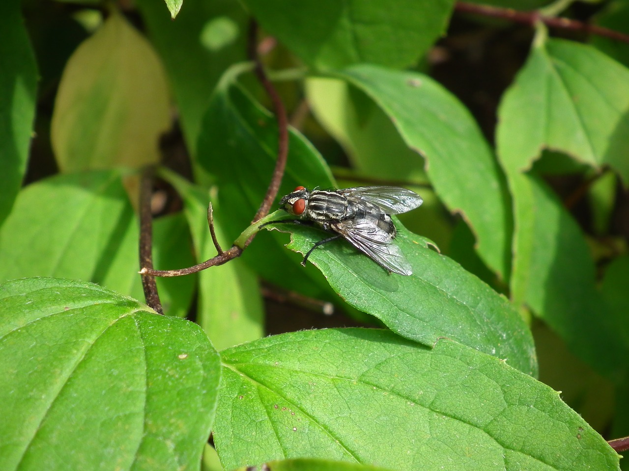 fly  insect  on leaf free photo