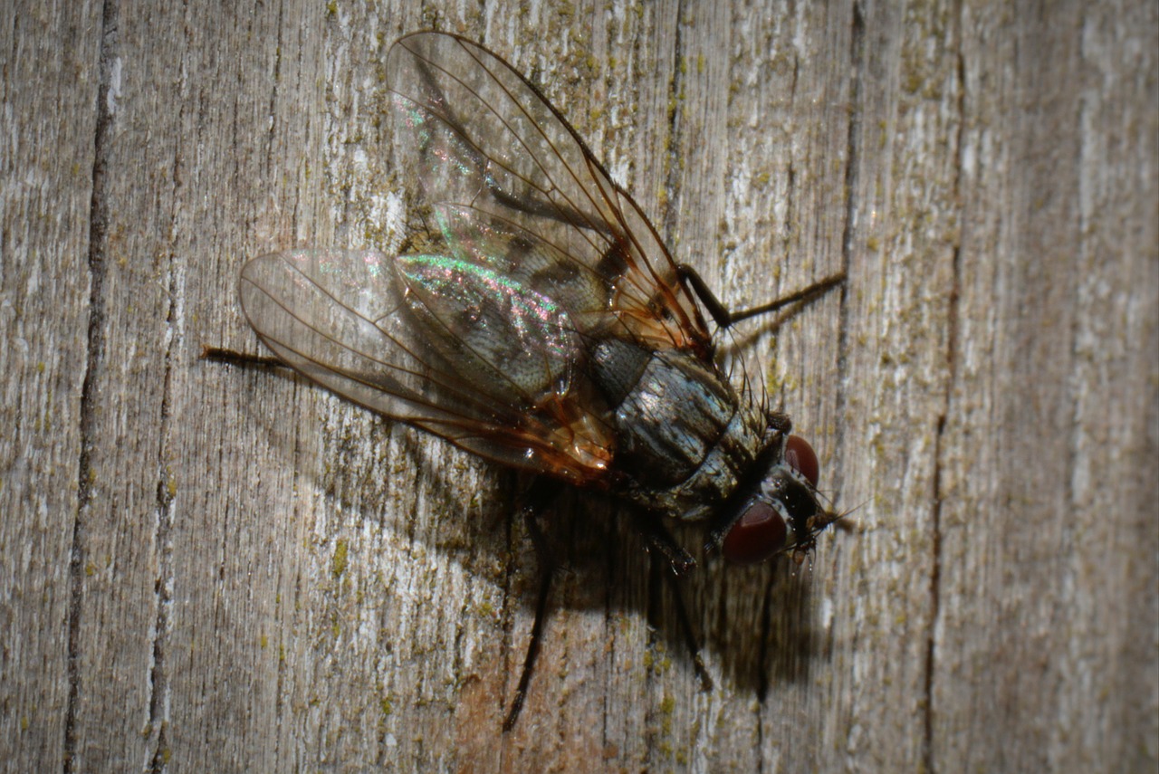 fly bug animal free photo