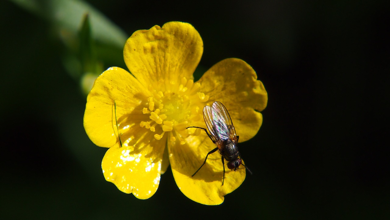 fly flower bug free photo