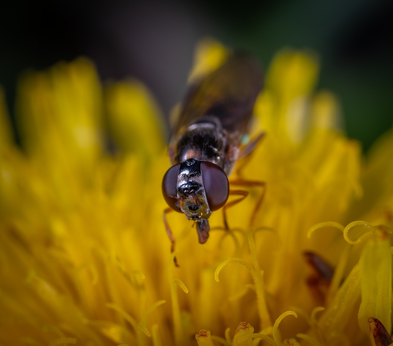 fly  flower  macro free photo