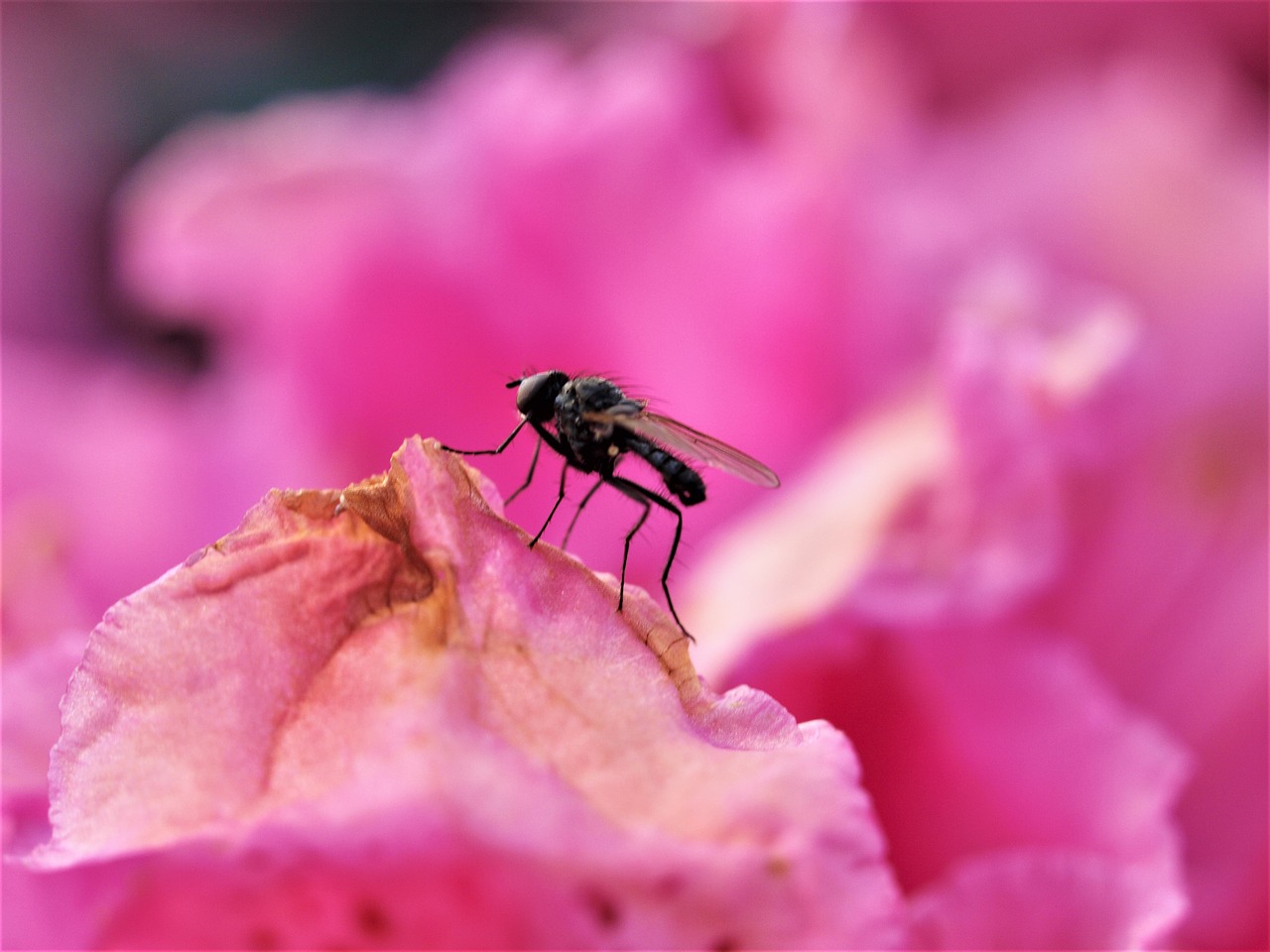 fly  insect  flower free photo