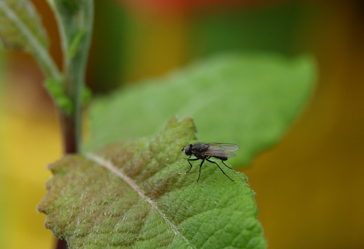 fly insect close free photo