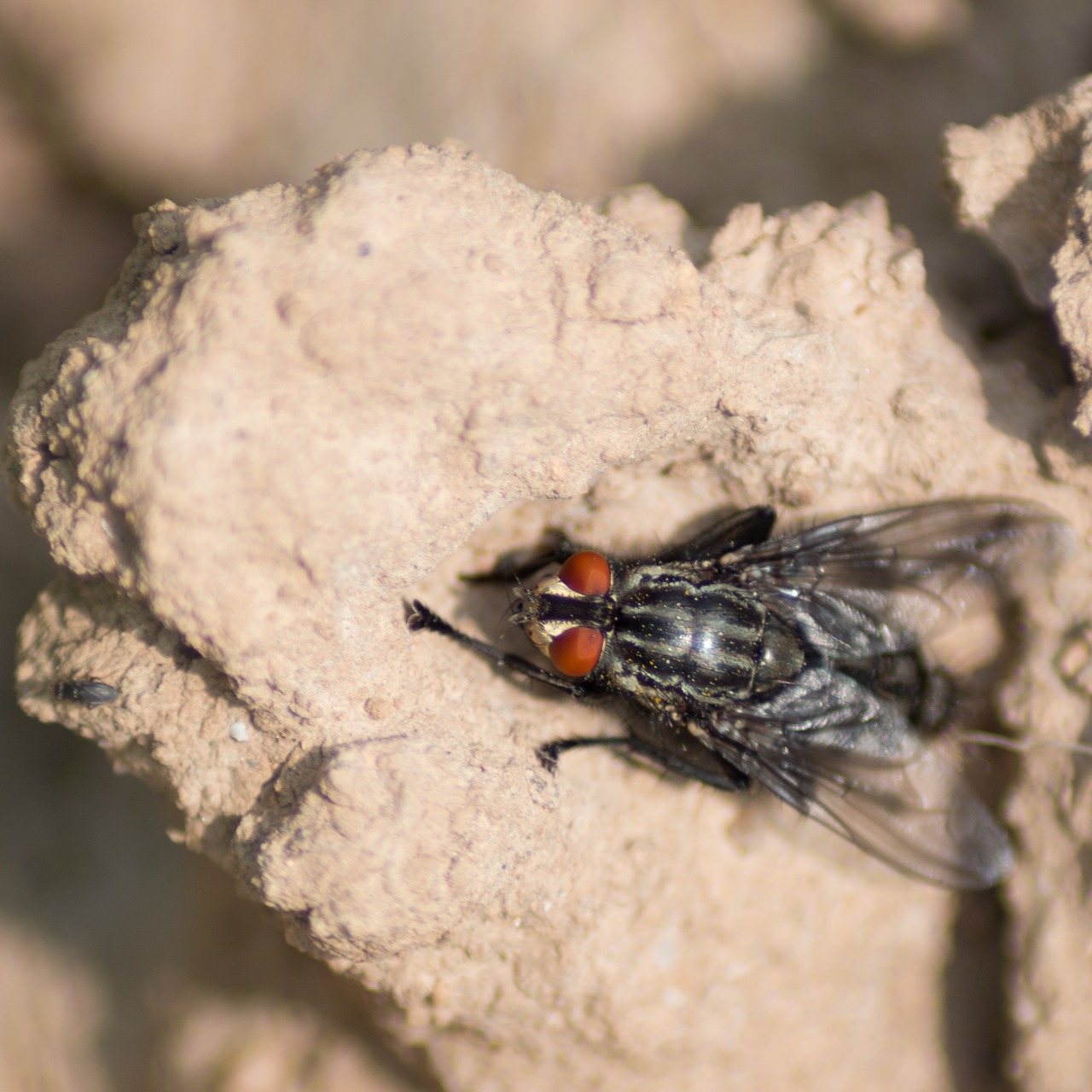 fly  stone  insect free photo