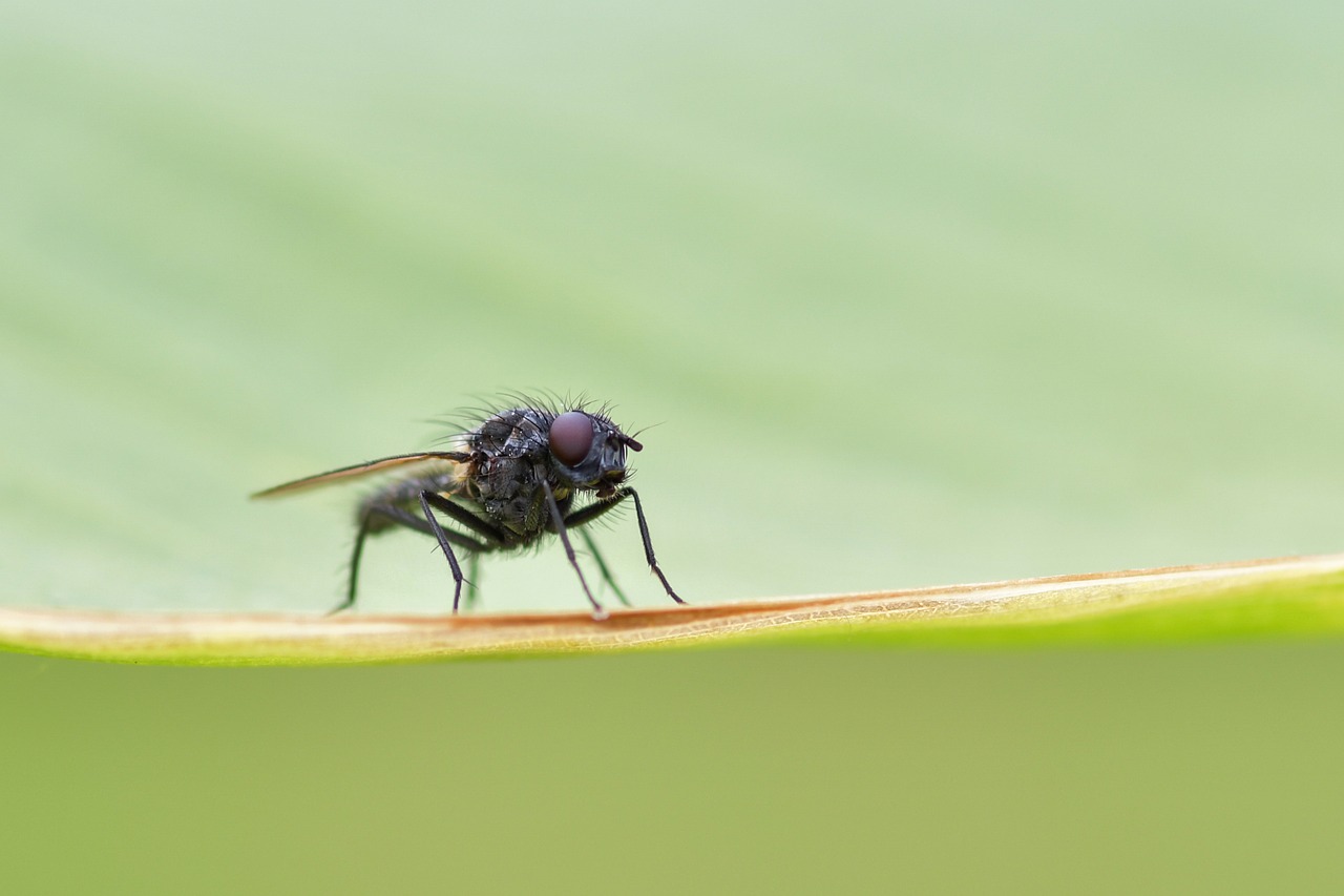 fly  insect  macro free photo