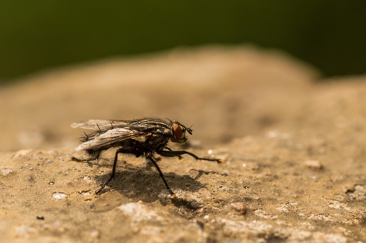 fly  macro  insect free photo