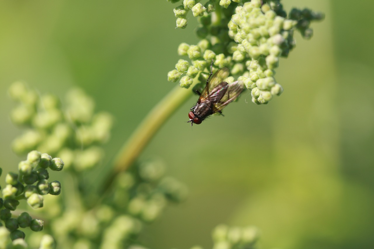 fly  insect  flying insect free photo