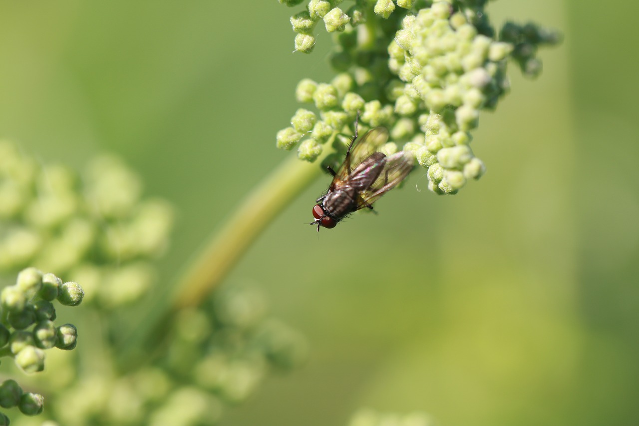 fly  insect  macro free photo