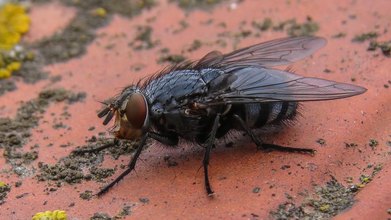 fly  bluebottle  insect free photo