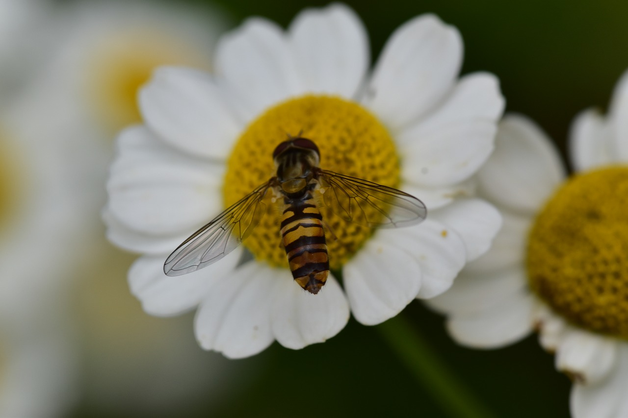 fly  flower  daisy free photo