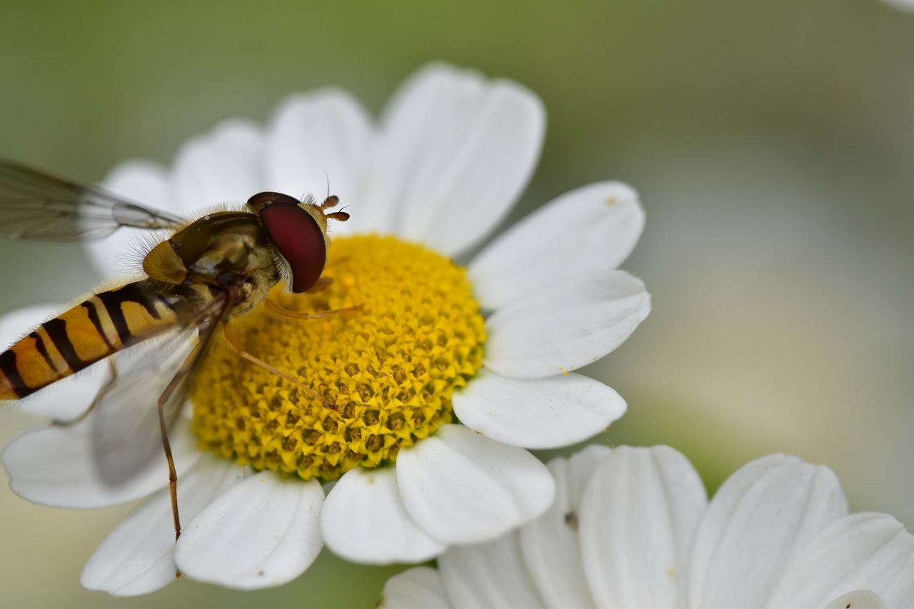 fly  flower  daisy free photo