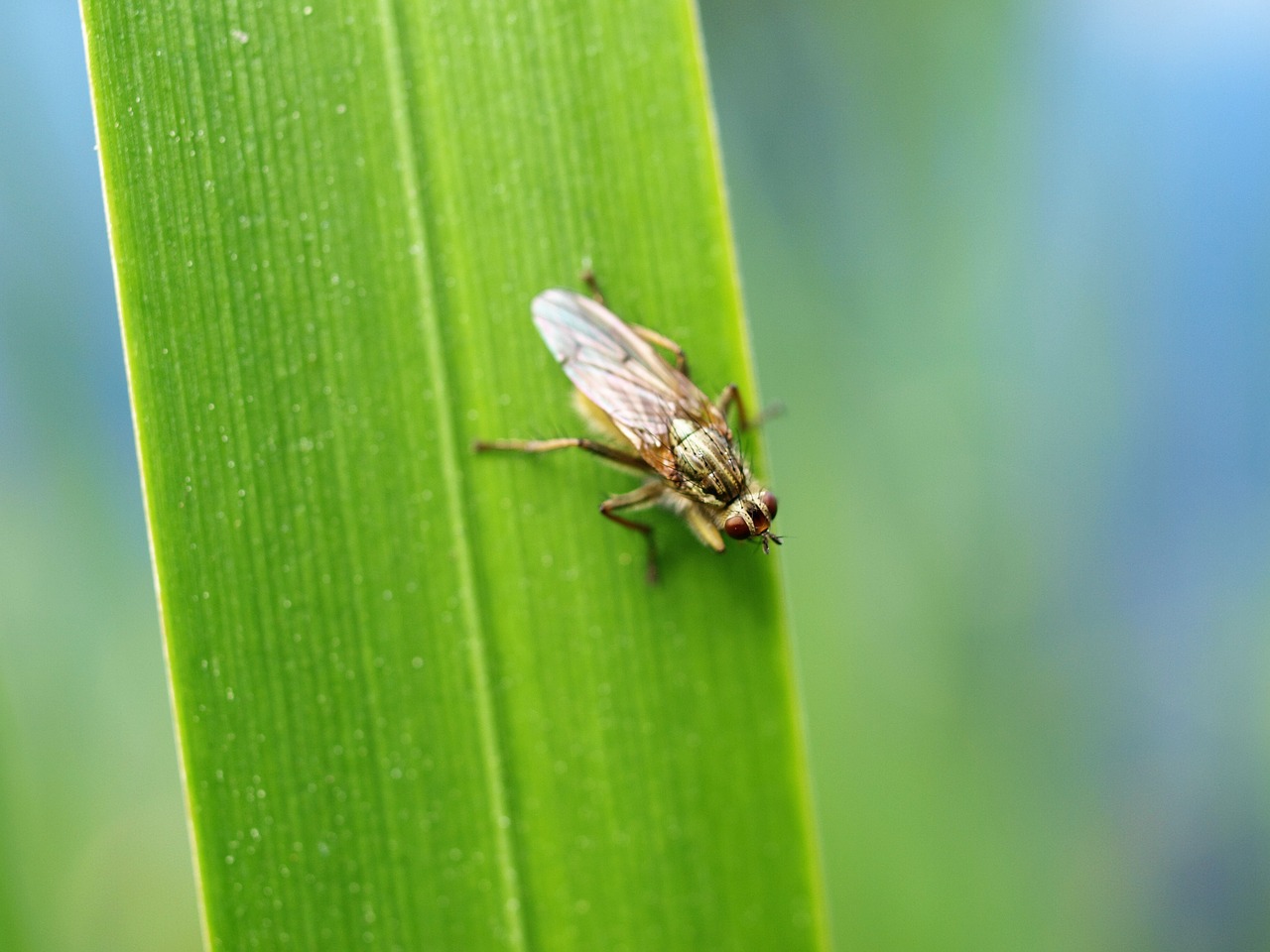 fly  nature  grass free photo