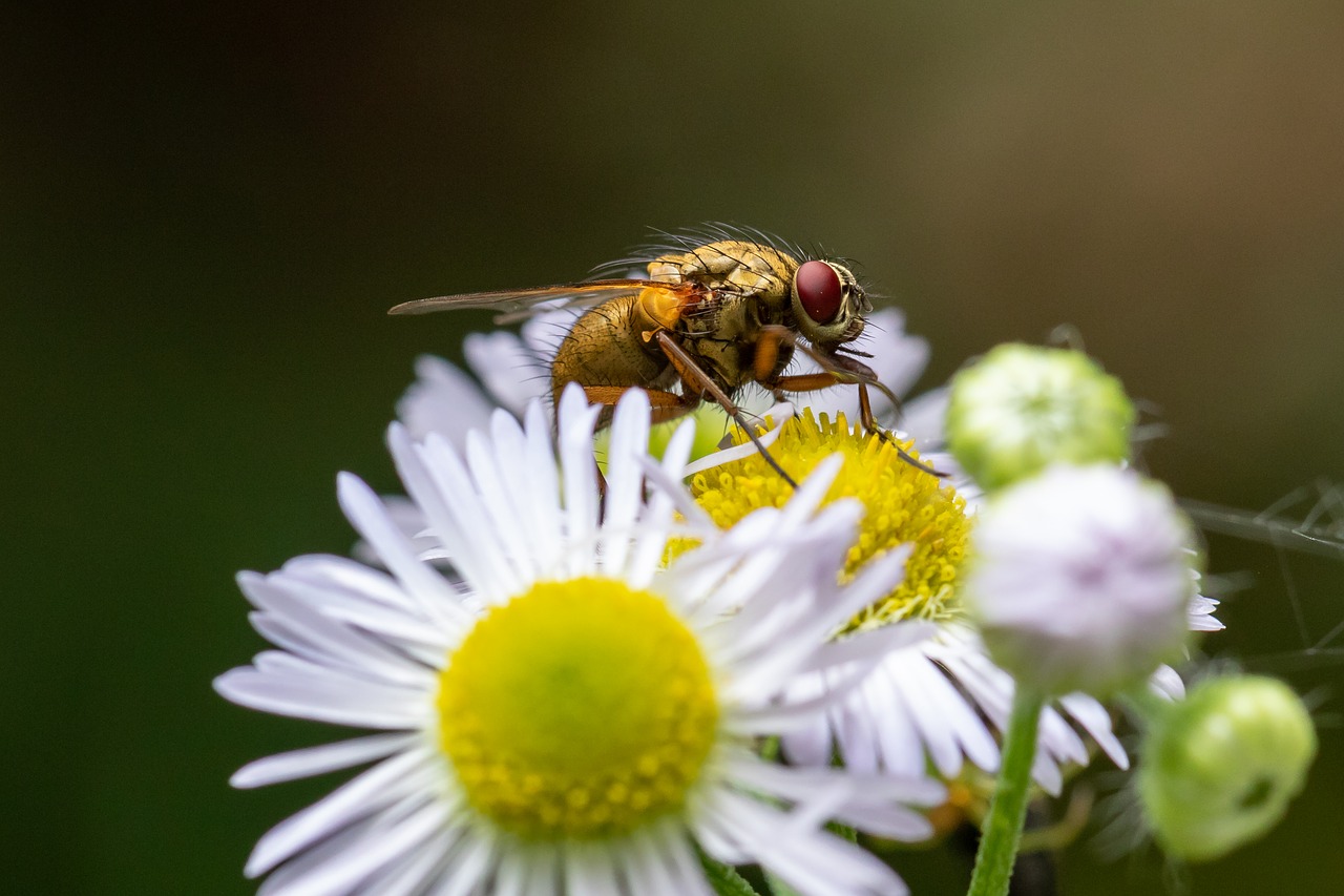 fly  blossom  bloom free photo