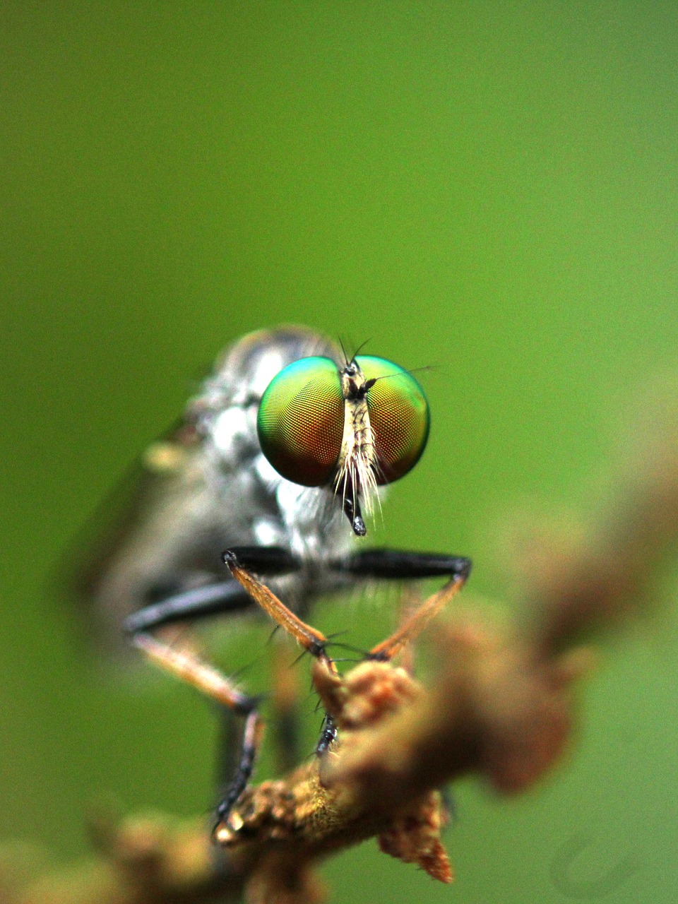 fly  insect  robber fly free photo