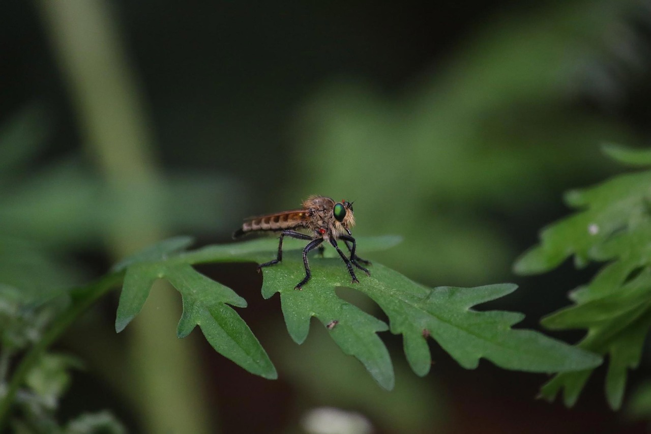 fly  nature  animal free photo