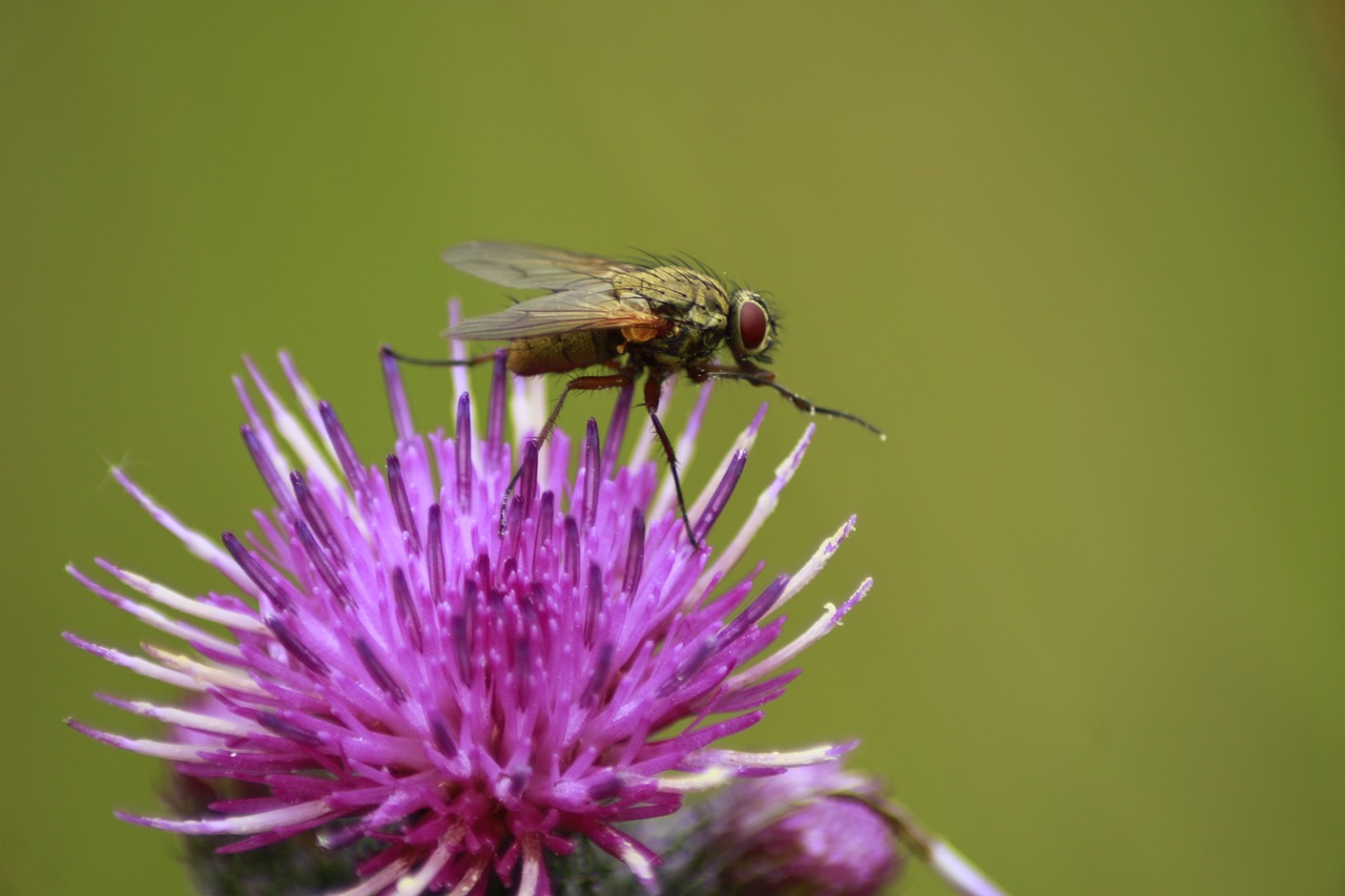 fly  diestel  macro free photo