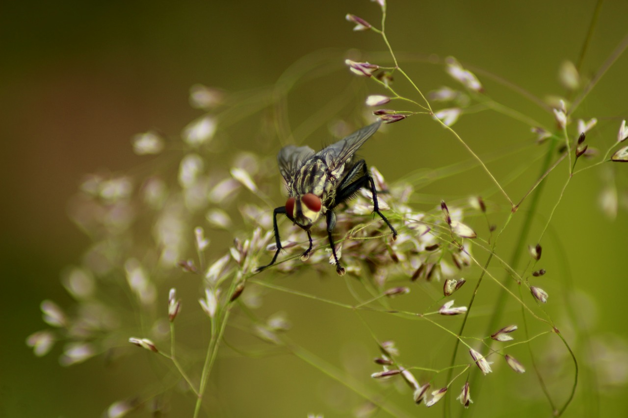 fly  close up  nature free photo