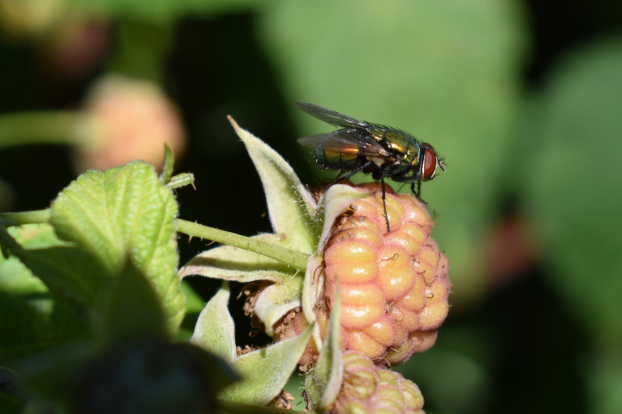 fly  insect  raspberry free photo