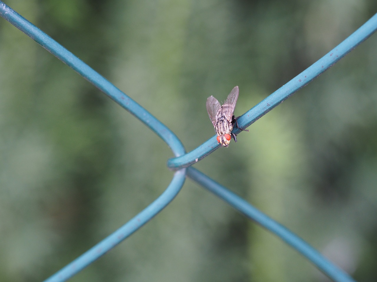 fly  insect  garden free photo