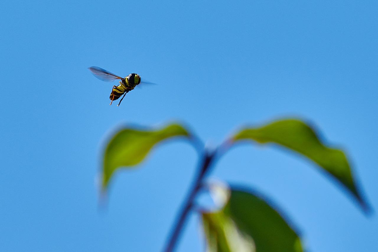 fly  flying  leaf free photo