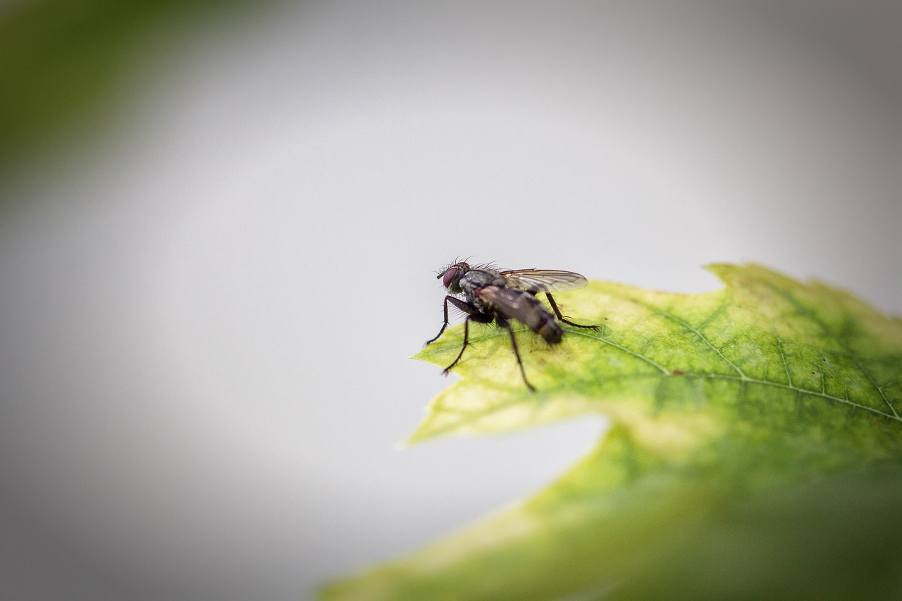 fly  macro  nature free photo