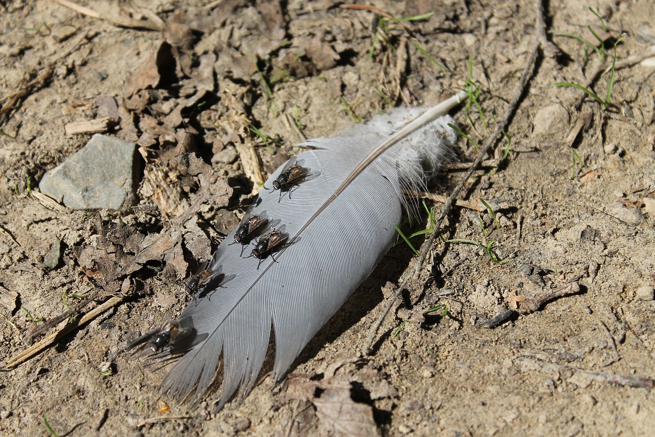 fly  insect  nature free photo