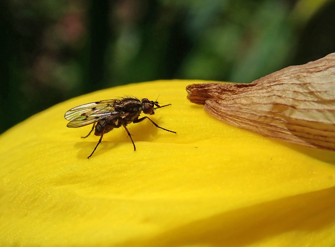 fly  insect  daffodil free photo