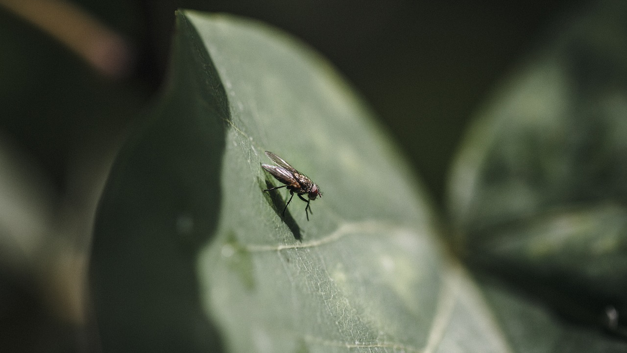 fly  insect  nature free photo