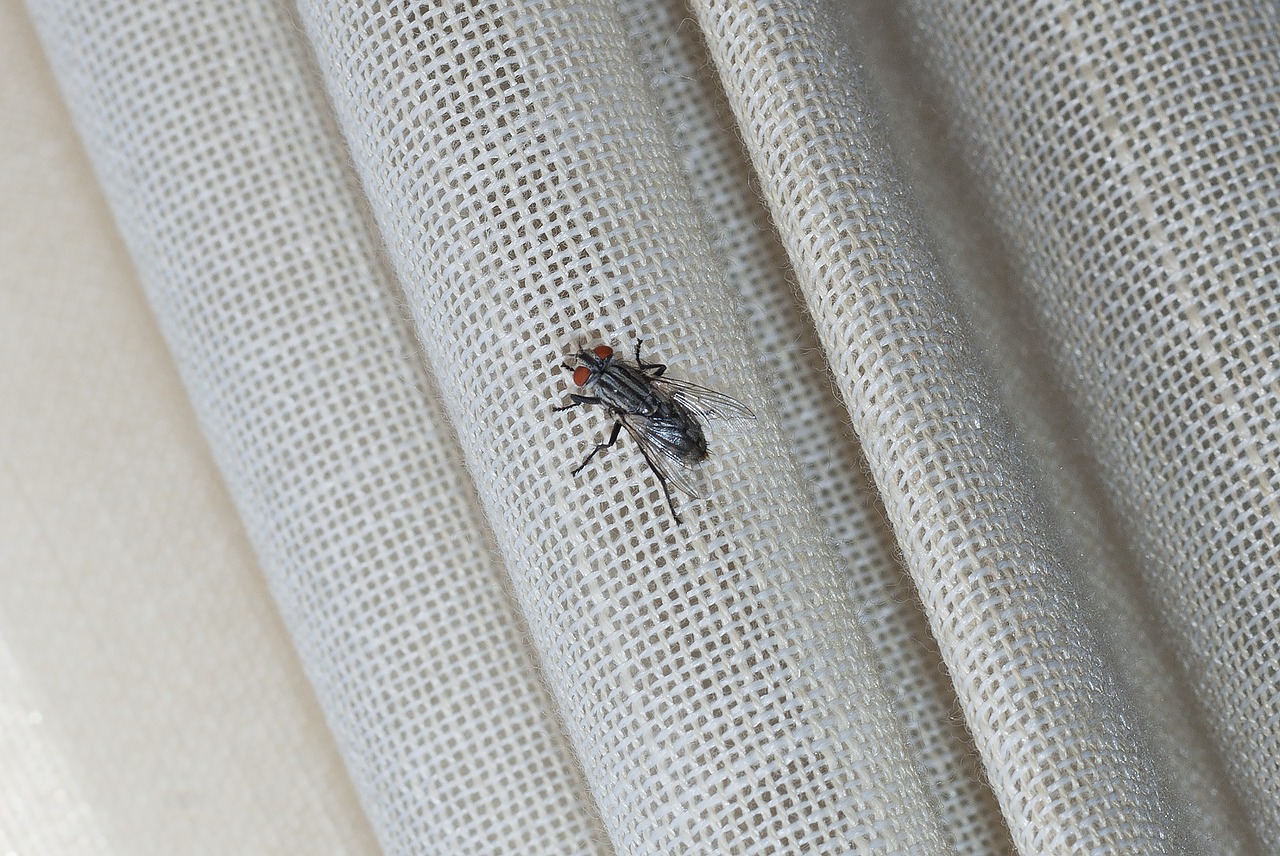 fly  curtain  canvas free photo