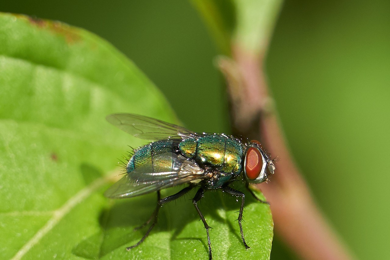 fly  leaf  macro free photo